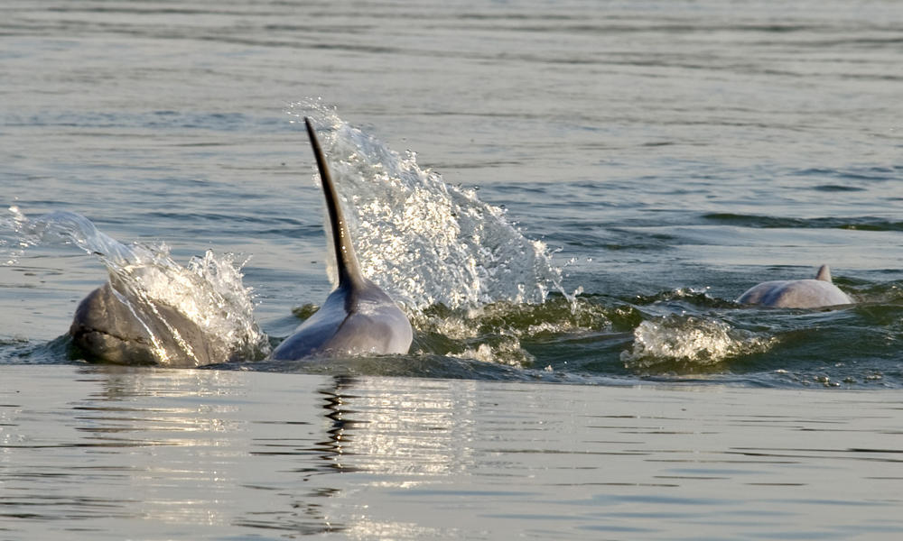Irrawaddy Dolphin