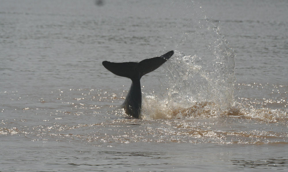 Irrawaddy Dolphin