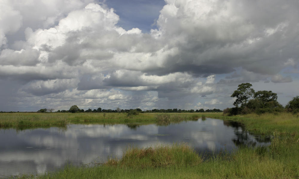 Wetlands Habitats WWF