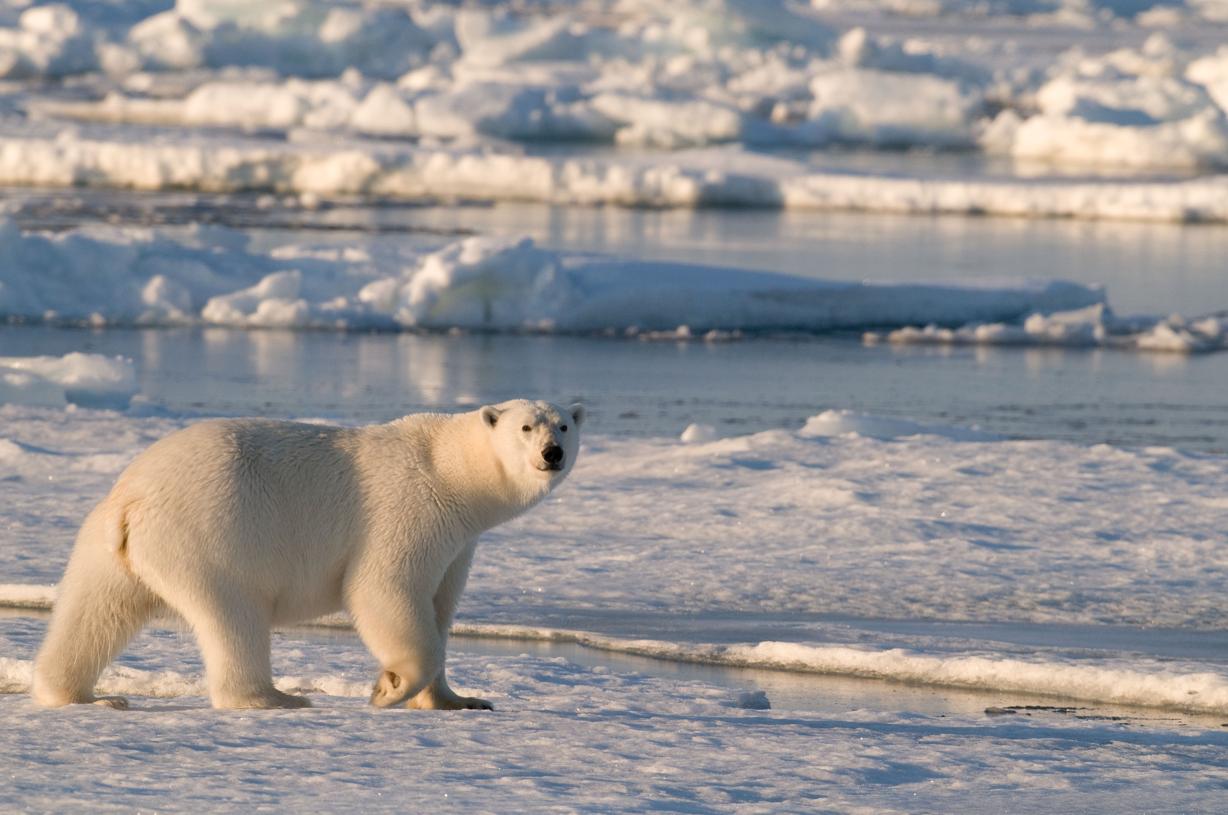 Polar Regions Habitats WWF