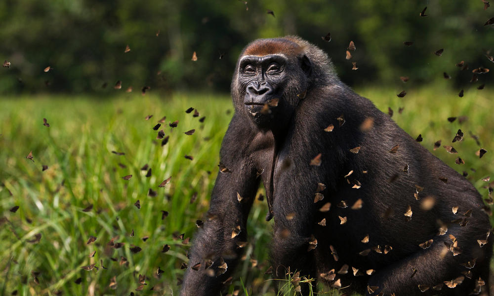 Largest ever study of gorillas and chimpanzees finds more