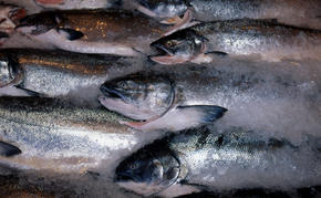 Chinook salmon