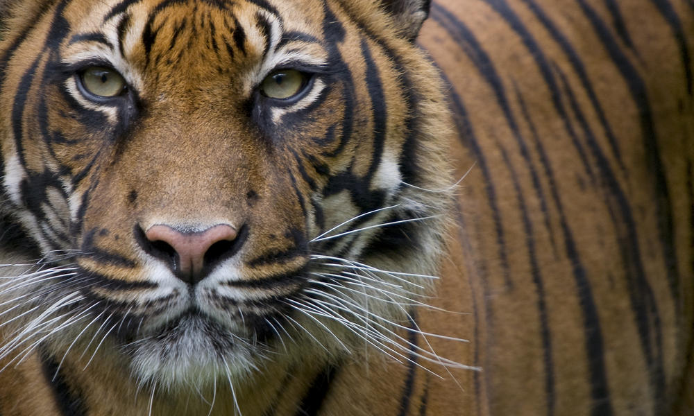 Close-up of a Sumatran Tiger