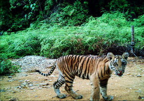 Tigers