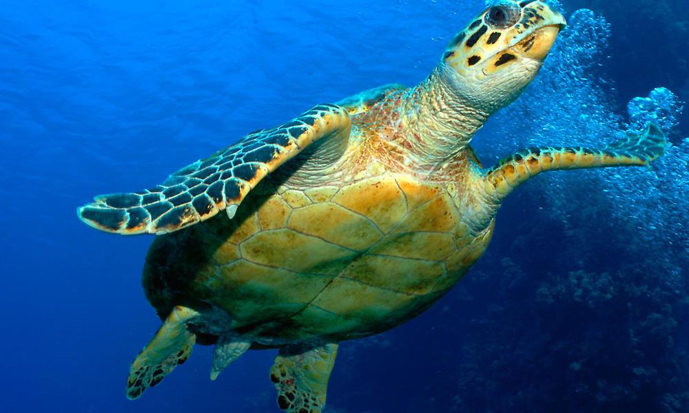Hawksbill turtle (Eretmochelys imbricata), Red Sea, Egypt
