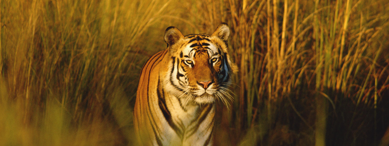 Bengal Tiger | Species | WWF