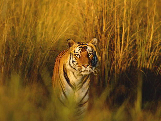 Bengal_Tiger_8.9.2012_Hero_and_Circle_XL_257678.jpg