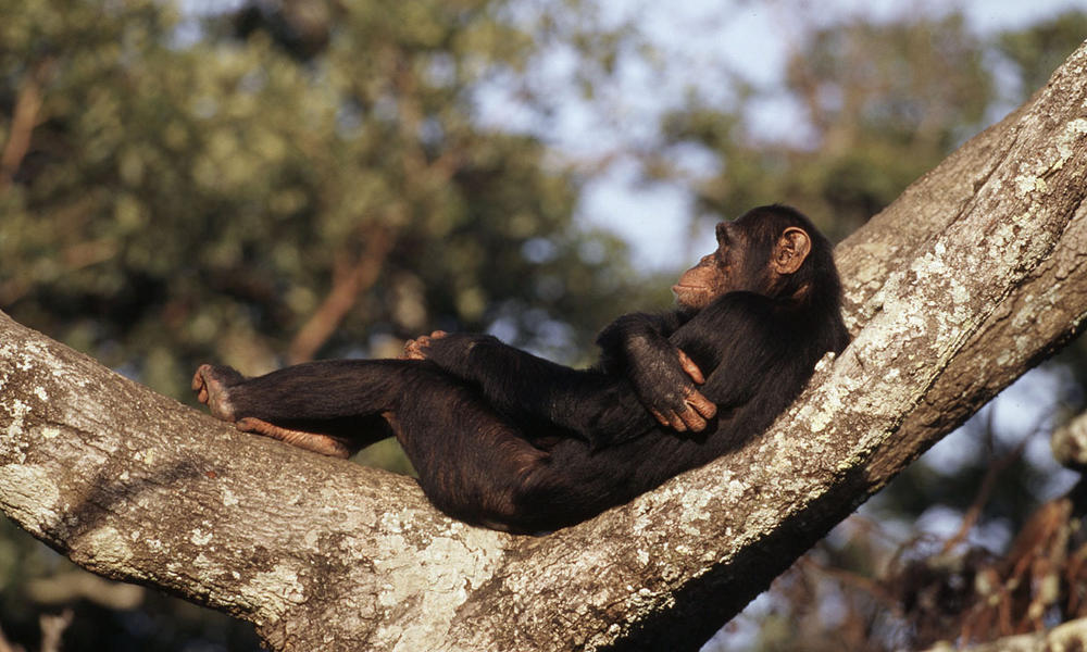 eastern chimpanzee