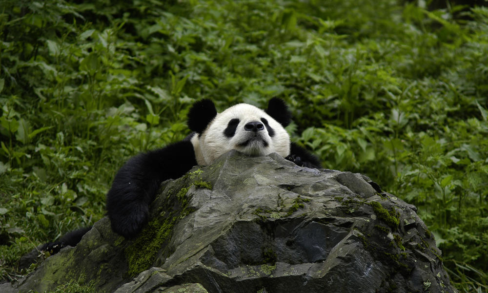 Panda's photos Giant-panda-what-wwf-is-doingHI_113976