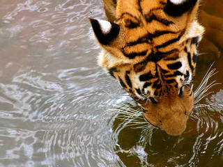 Indochinese Tiger