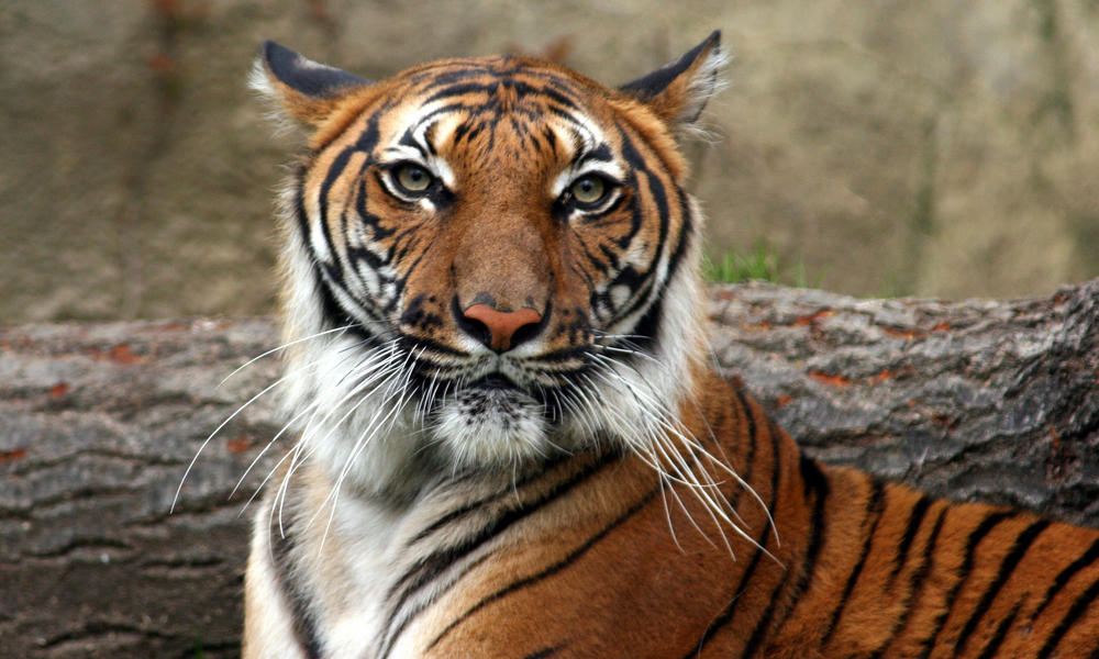 Indochinese Tiger