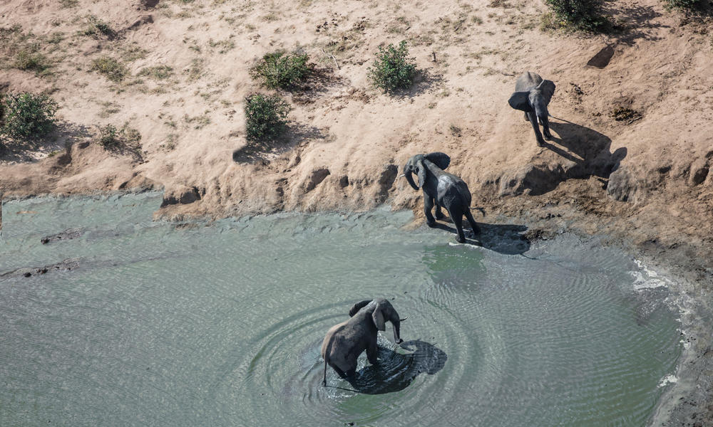 Living with Elephants in Botswana | Magazine Articles | WWF