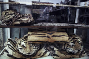 Indochinese Tiger Poaching