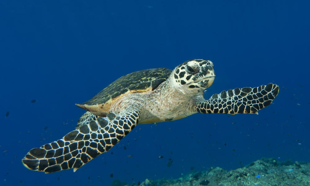Hawksbill turtle (Eretmochelys imbricata) swimming through a reef. Kimbe Bay, West New Britain, Papua New Guinea. 31 May 2010