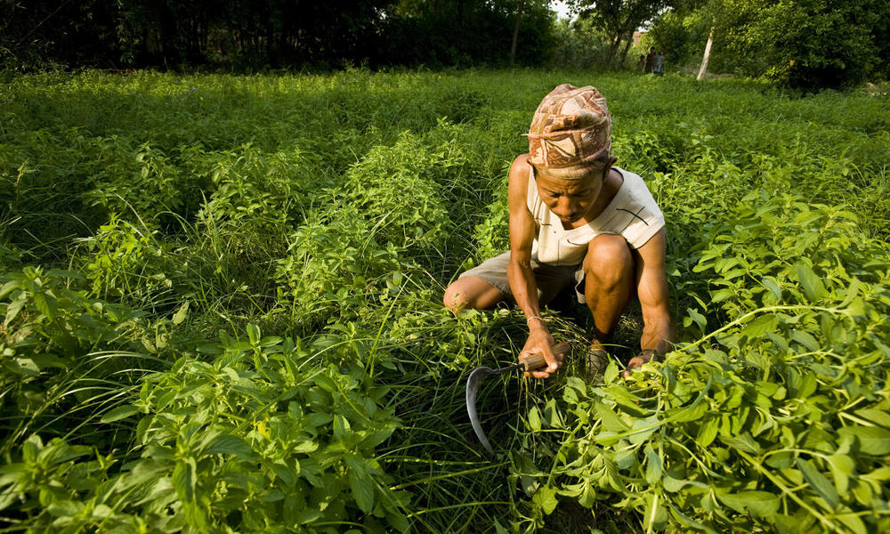 Sustainable Agriculture