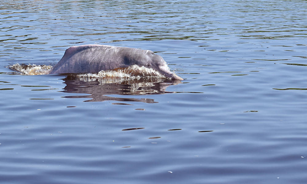 Por Primera Vez En Peru Colocan Transmisores Satelitales A Delfines Rosados Blog Posts Wwf