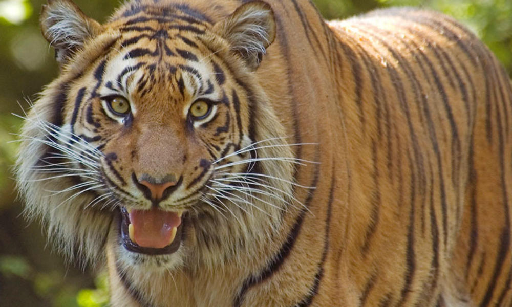 Sumatran Tiger