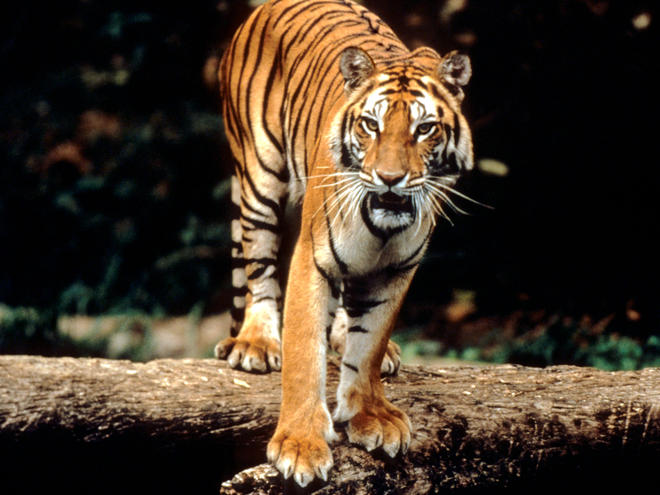 Sumatran Tigers Habitat