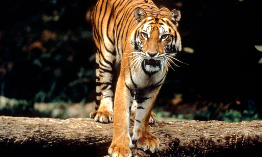 Sumatran Tiger