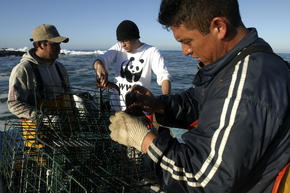 Sustainable Seafood