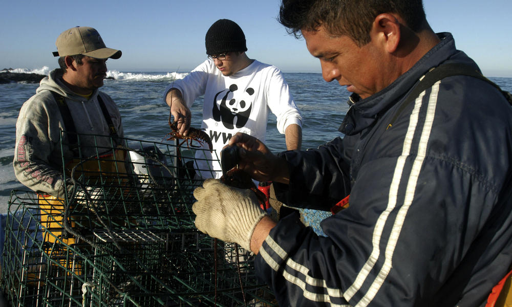 Sustainable Seafood