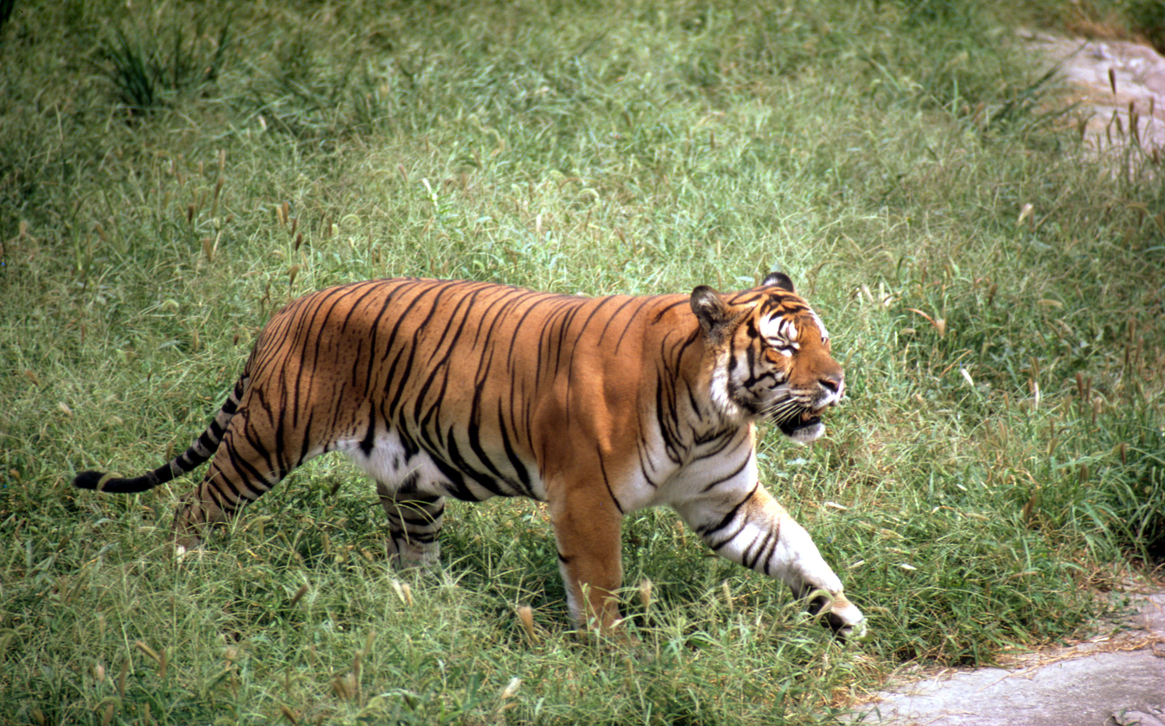 South China Tiger | Species | WWF