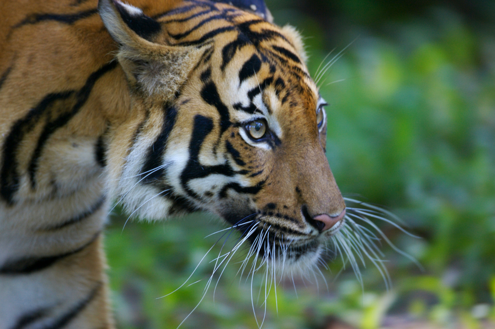 Malayan Tiger Species WWF