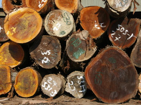 Global Forest and Trade Network GTFN