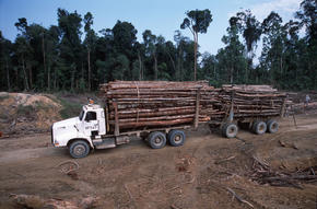 Pulp and Paper Impacts