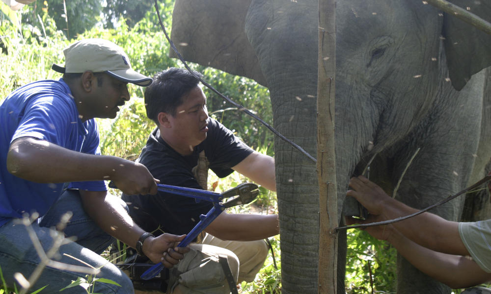 Collaring Bornean pymy elephant