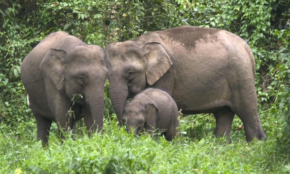 Bornean Pygmy elephant family