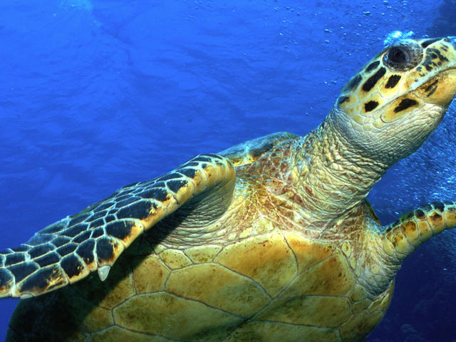 Hawksbill Sea Turtle Scientific Name : Encyclopedia of Life : Demand