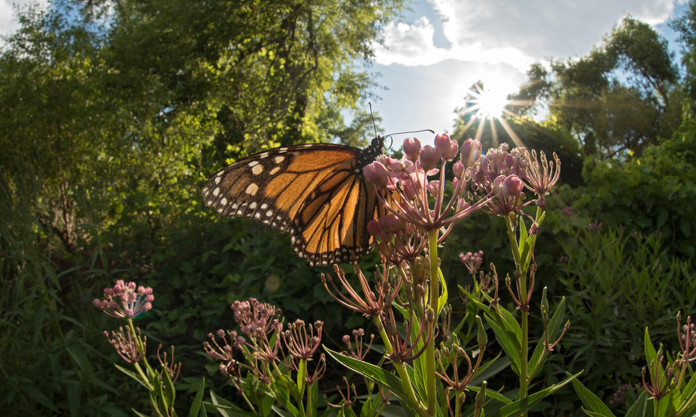 Monarch Butterfly Populations Are On The Rise Stories Wwf