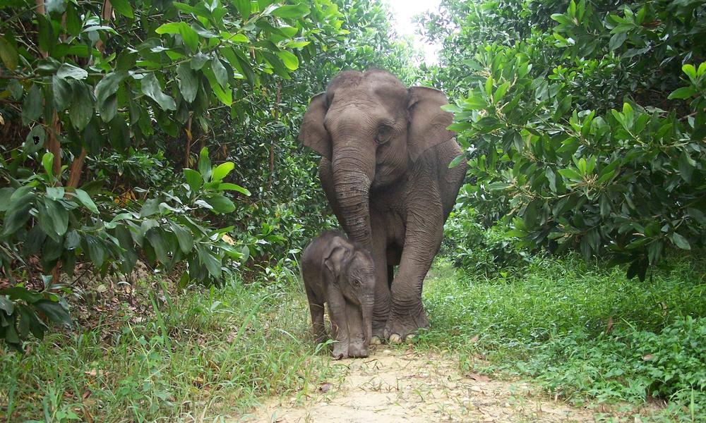 Sumatran Elephant Calf
