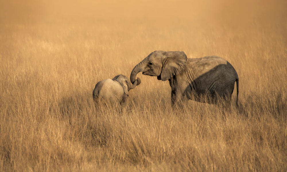 what-does-endangered-species-mean-pages-wwf