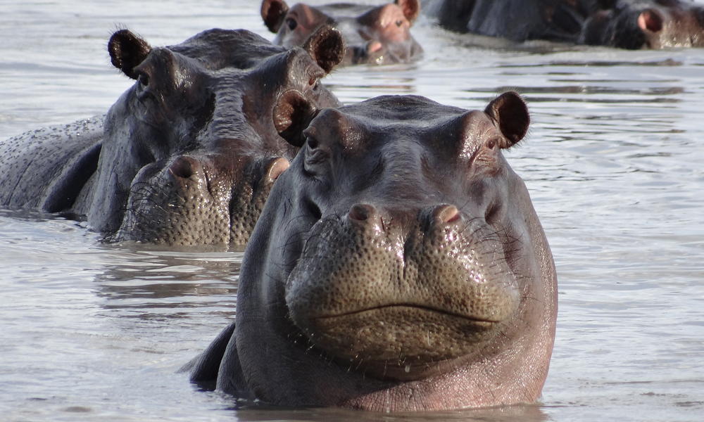 wild republic hippo