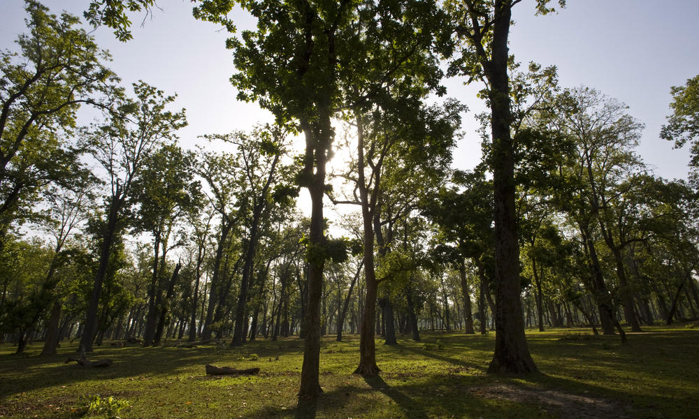 Responsible Forestry: Restoring Degraded Forests