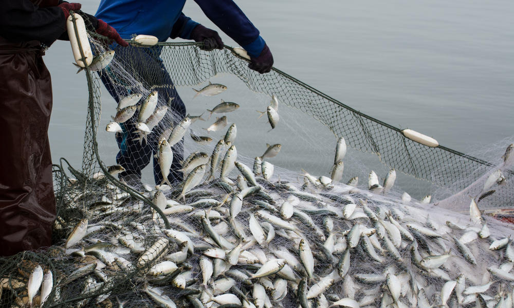 Overfishing Threats Wwf