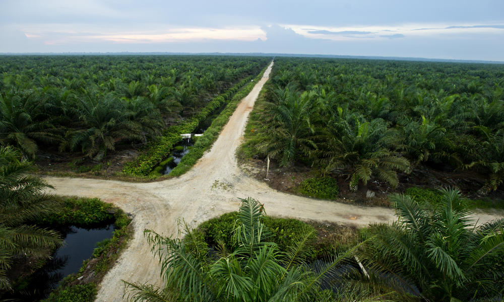 Responsible Forestry