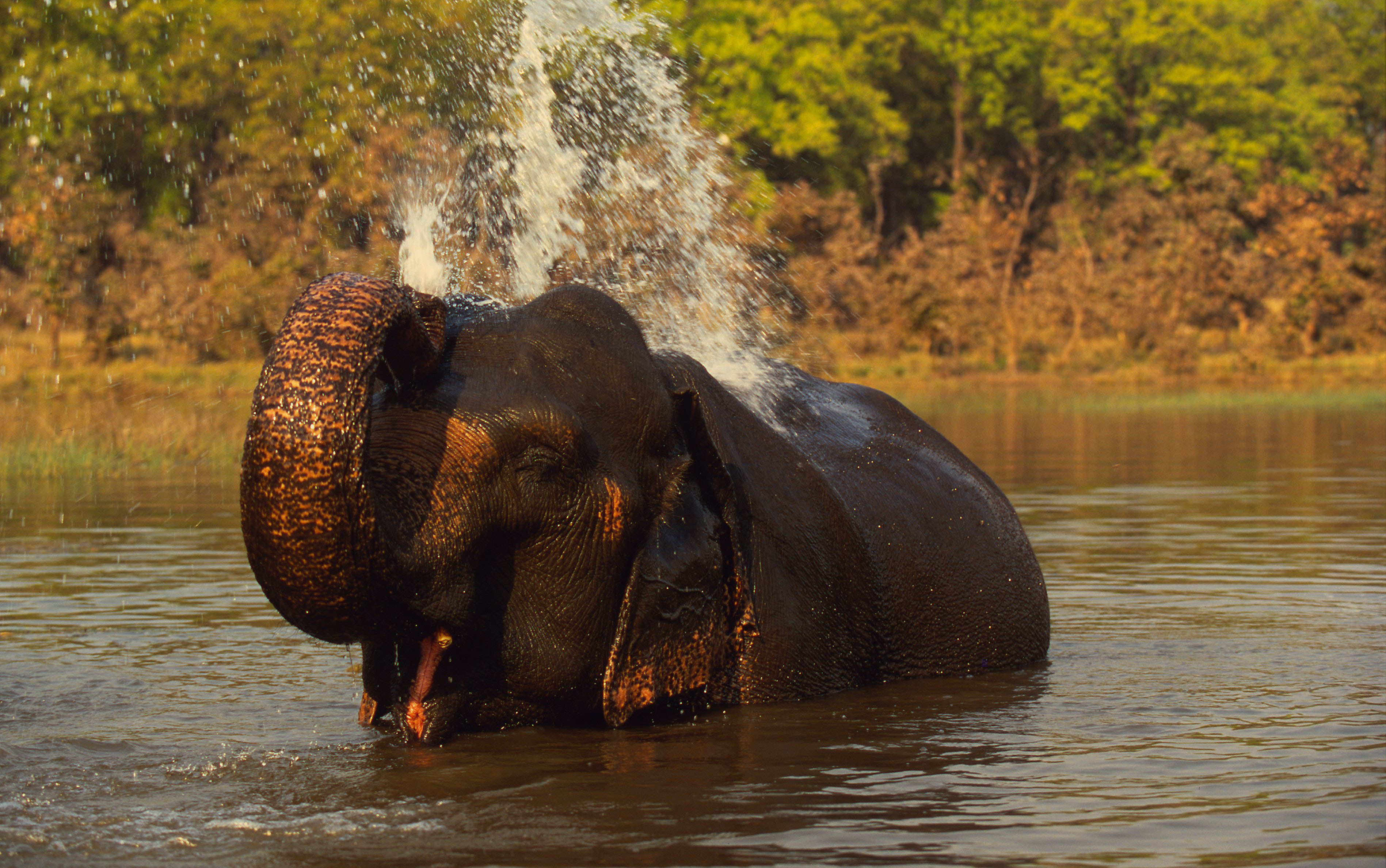 Indian Elephant | Species | WWF