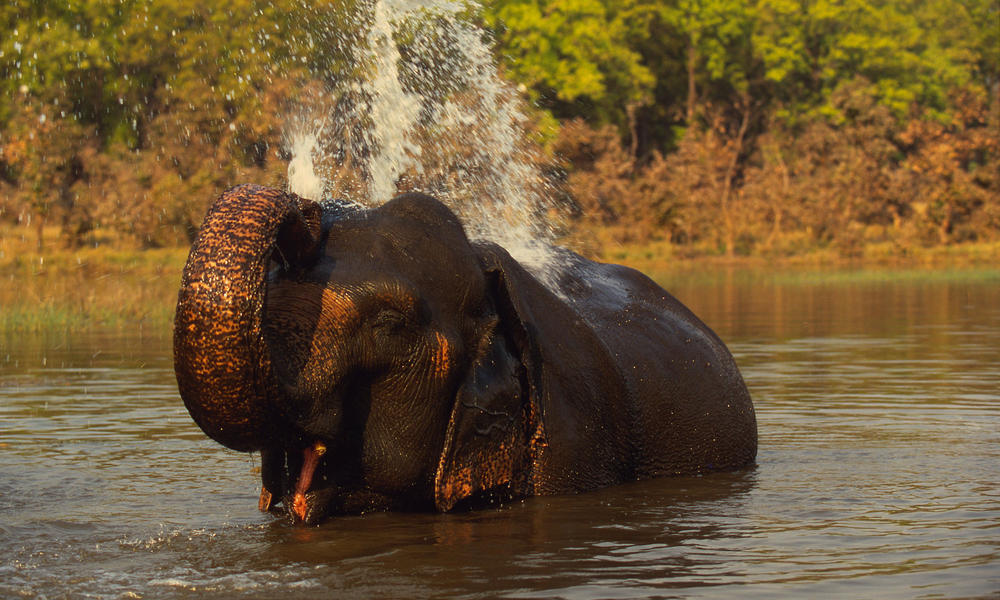 Indian Elephant Species WWF