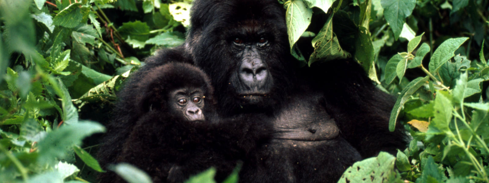 Mountain Gorilla | Gorillas | WWF