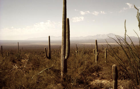 Sonoran desert with Saguaro cacti (Carnegiea gigantea)