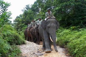 Asian Elephant Reducing Human Elephant Conflict