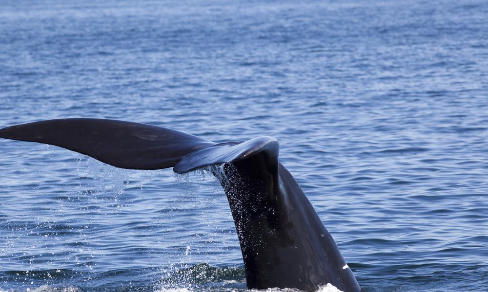 North Atlantic Right Whale