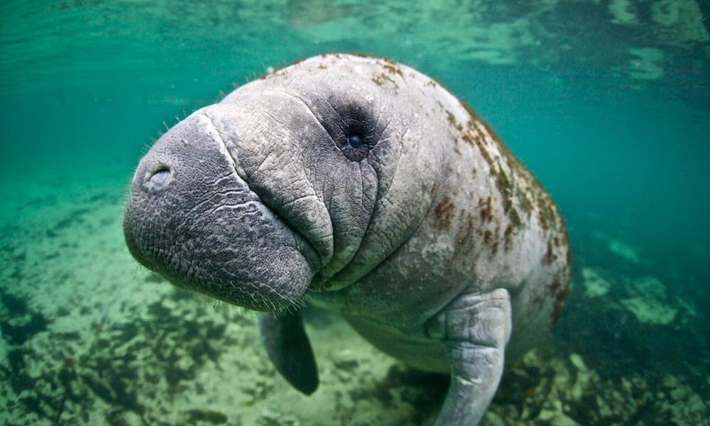 Four threats to manatees and mangroves in Florida and