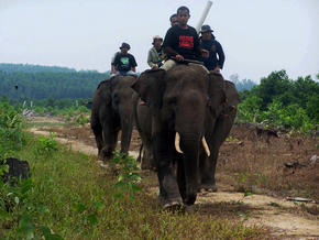 Elephants
