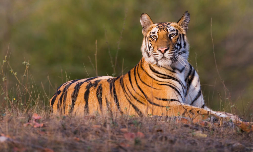 Tiger Species WWF