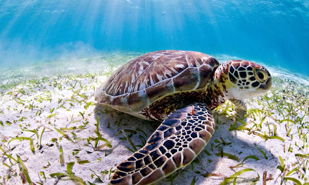 Sea Turtle Species WWF