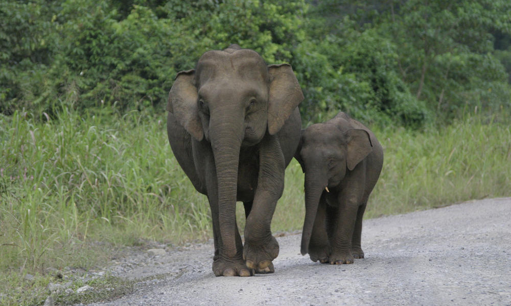 Natural_wonders_of_borneo_pygmy_pair_travel_8.15.2012 | Photos | WWF